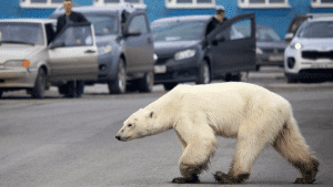 urso polar resgatado